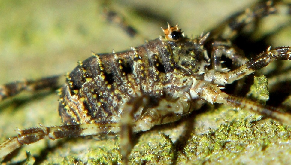 Lacinius dentiger  (Phalangiidae)
